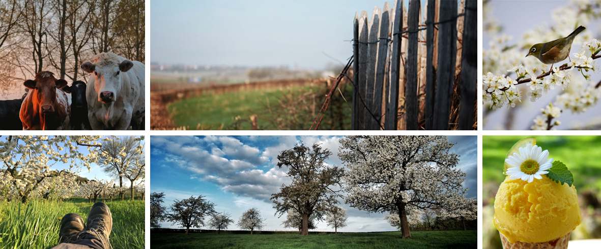 Fotocollage wandeling Boekhout